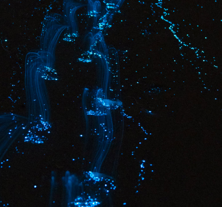 Bioluminescent Bay