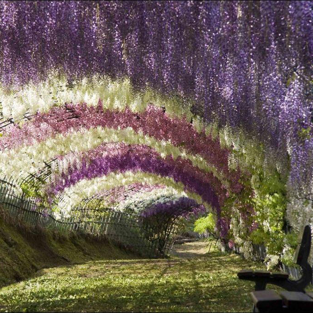 Kawachi Fujien Wisteria Flower Tunnel