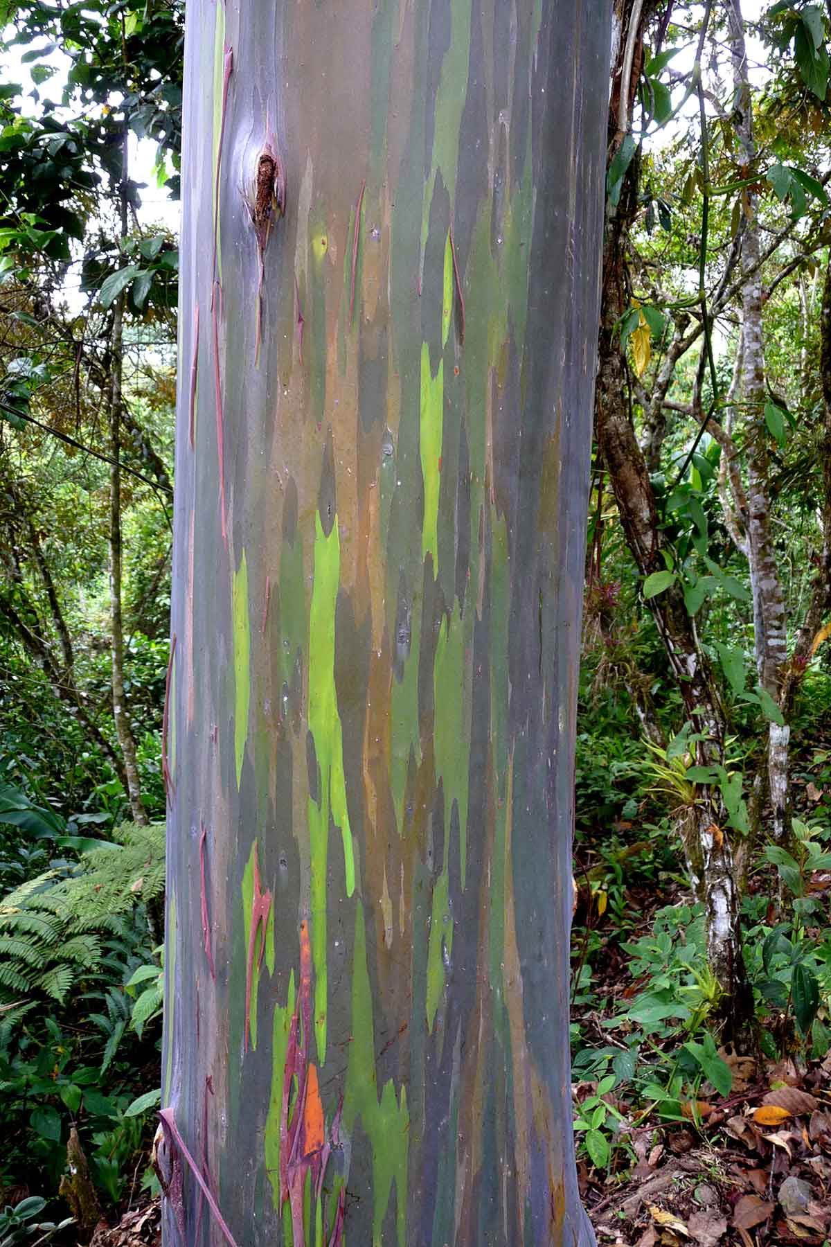 Rainbow Eucalyptus Trees