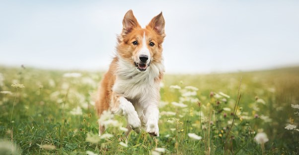 A dog galloping through a field of flowers in the summer.