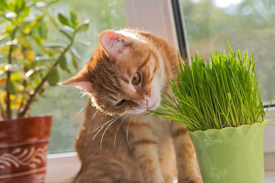 Keep them away from dangerous plants.