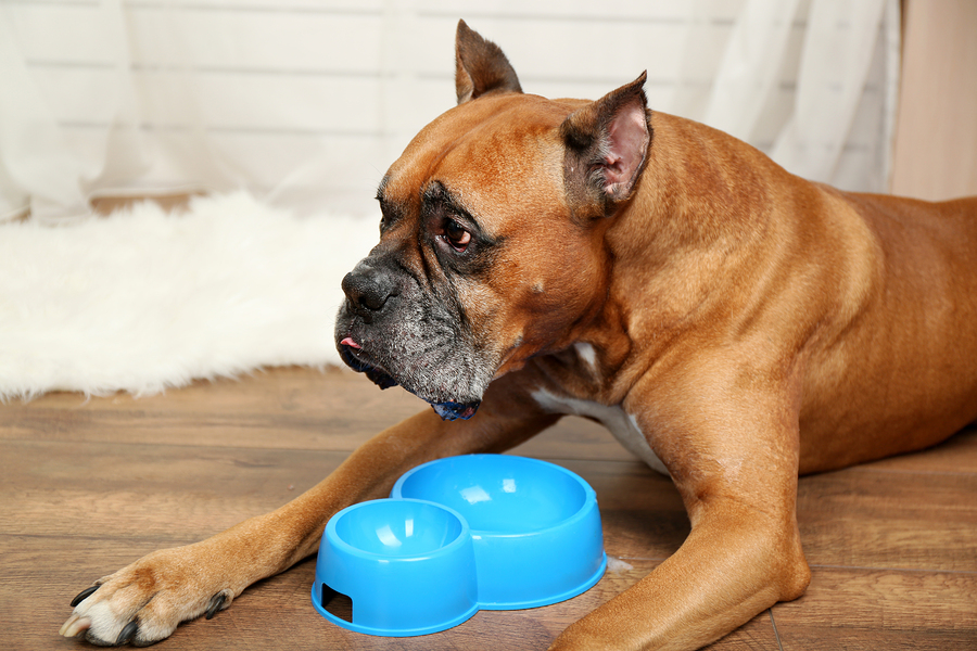 Keep their water bowl full.