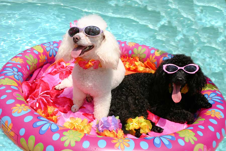 Choose swimming pools over other water.