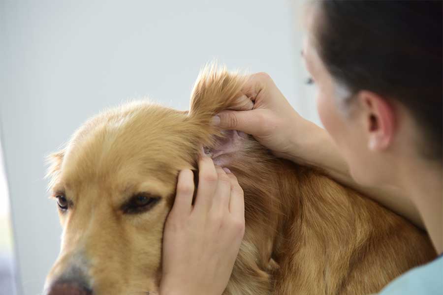 Check their ears often.