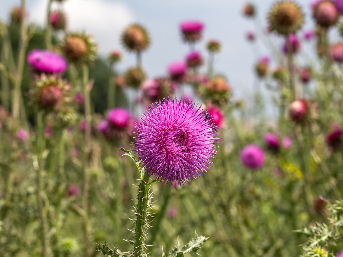 Milk Thistle