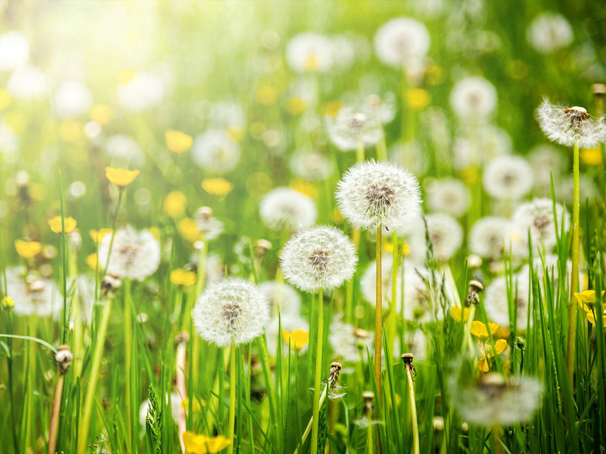 Dandelion