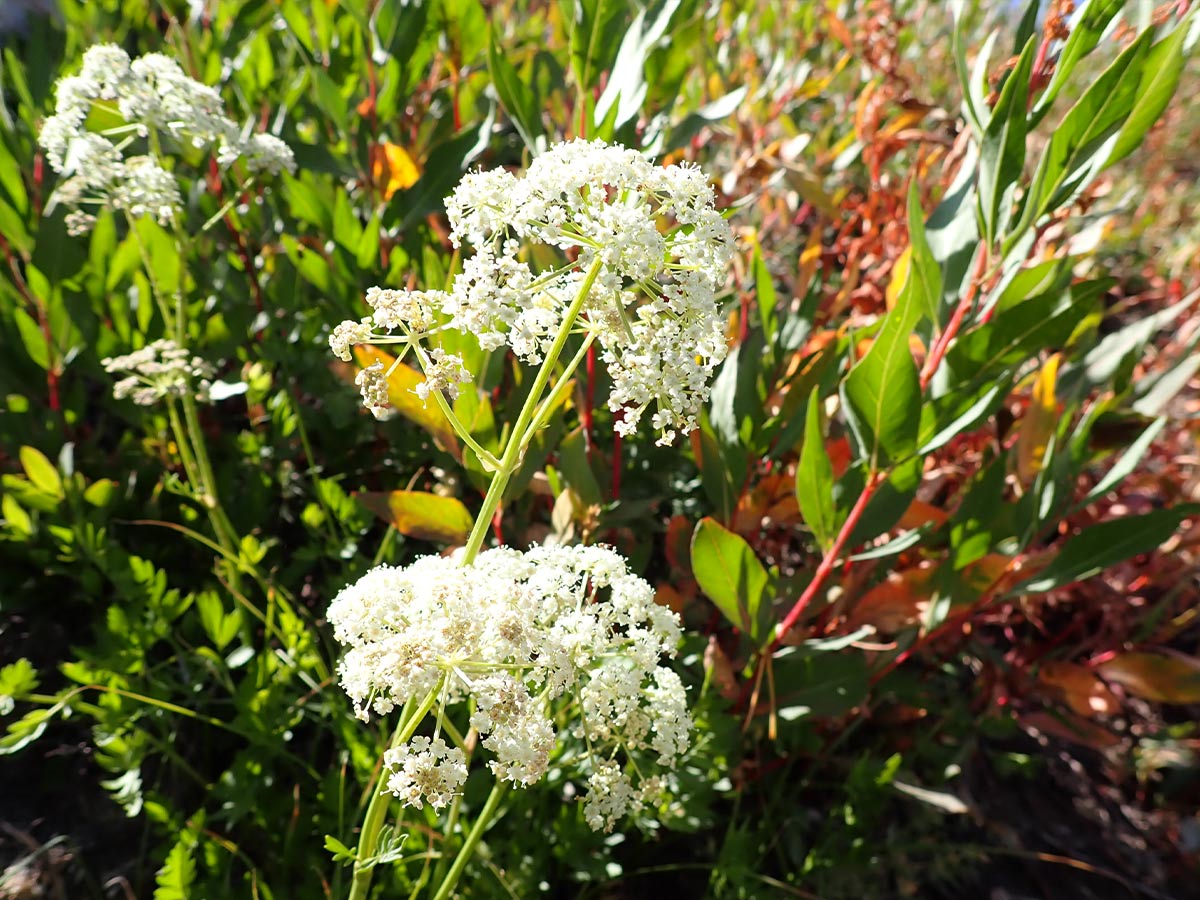 Licorice Root