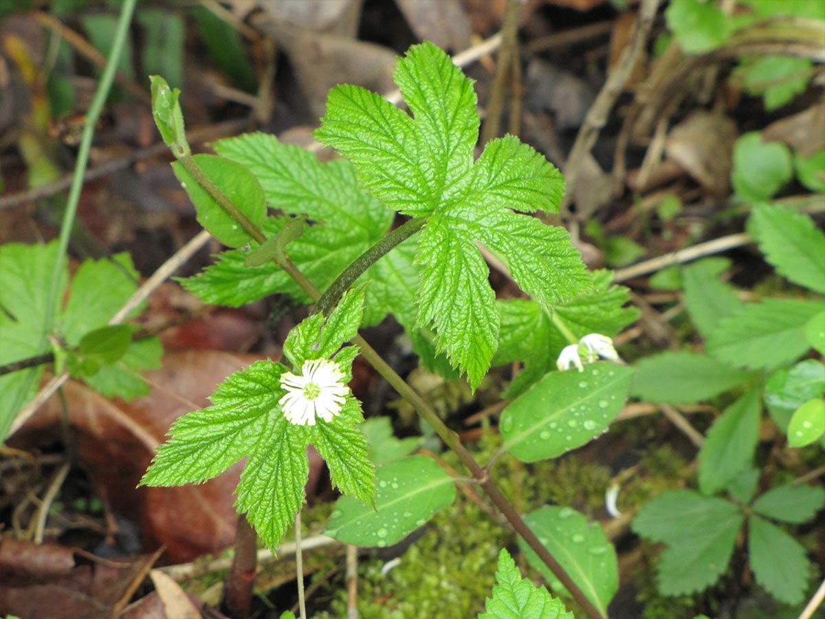 Goldenseal