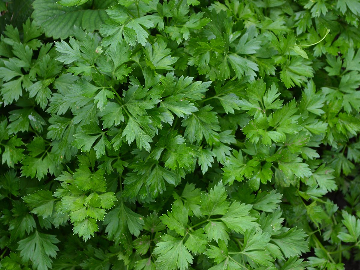 Parsley