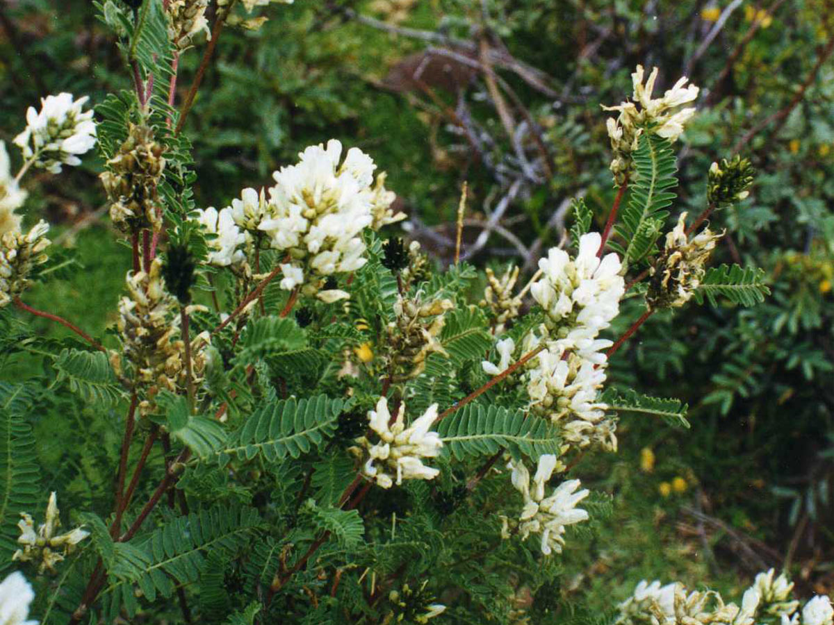 Astragalus Herb