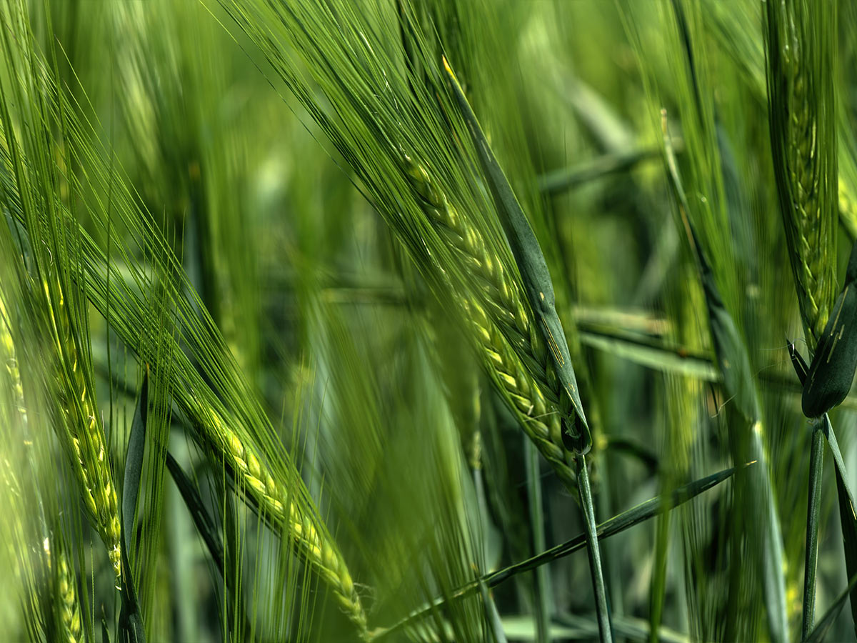 Barley Grass