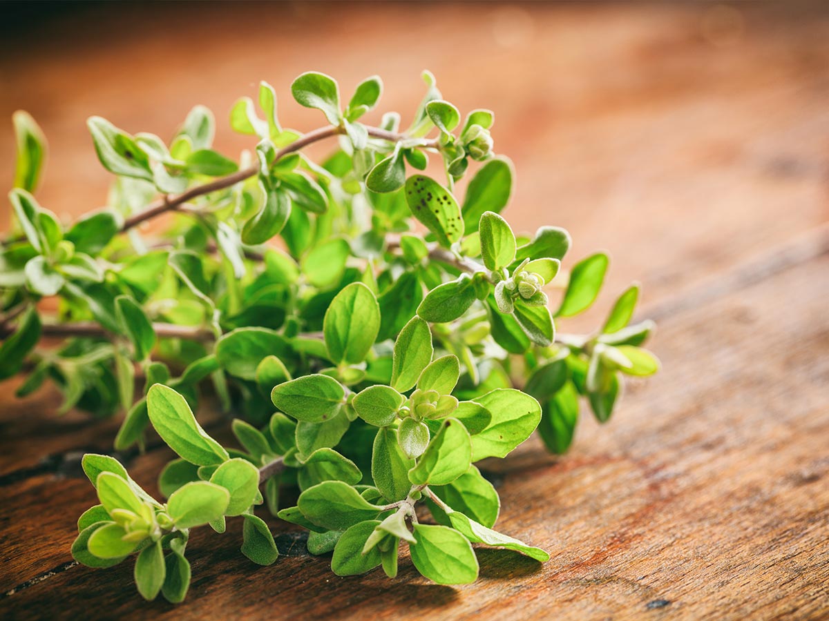 Oregano