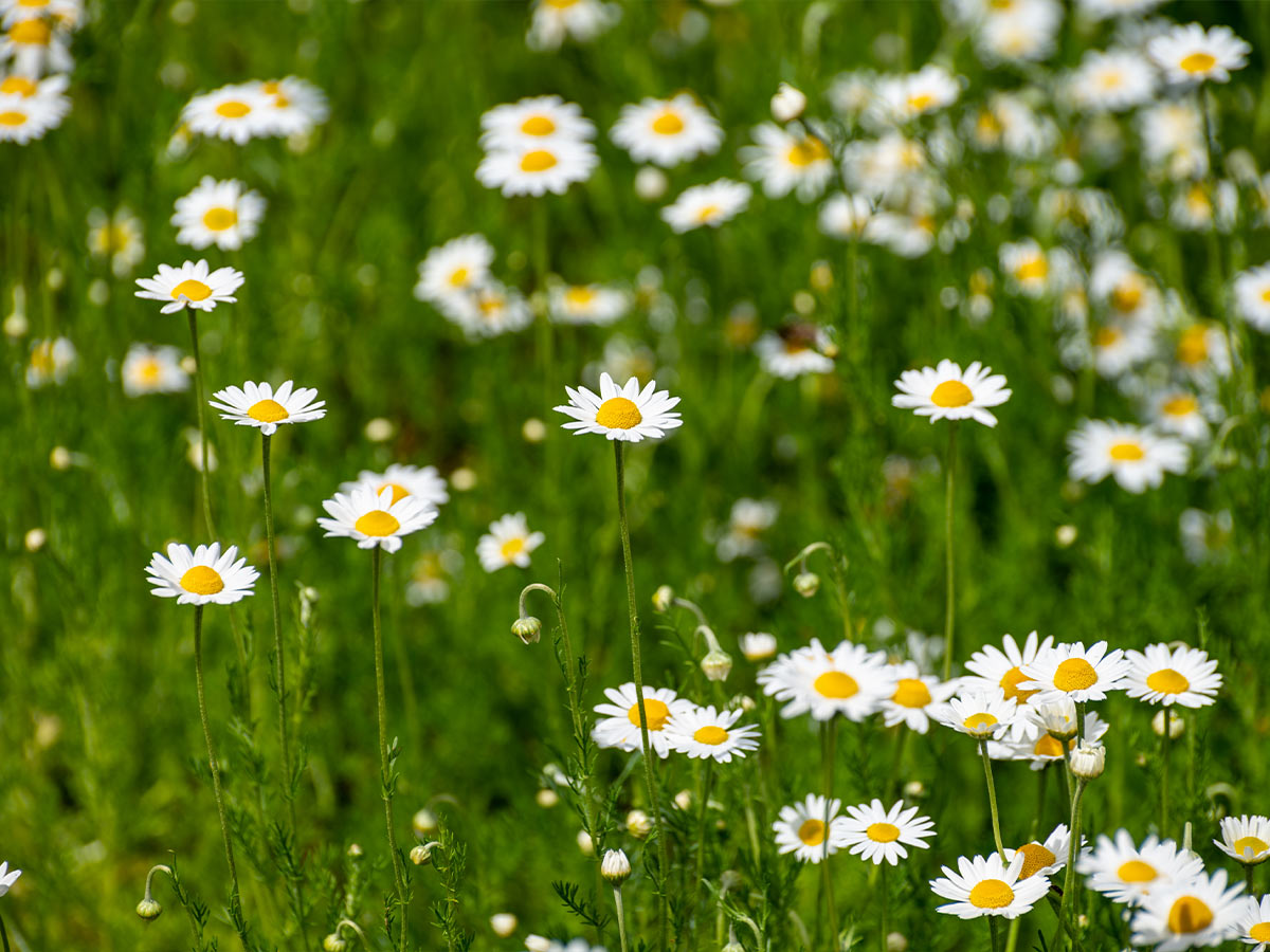 Chamomile