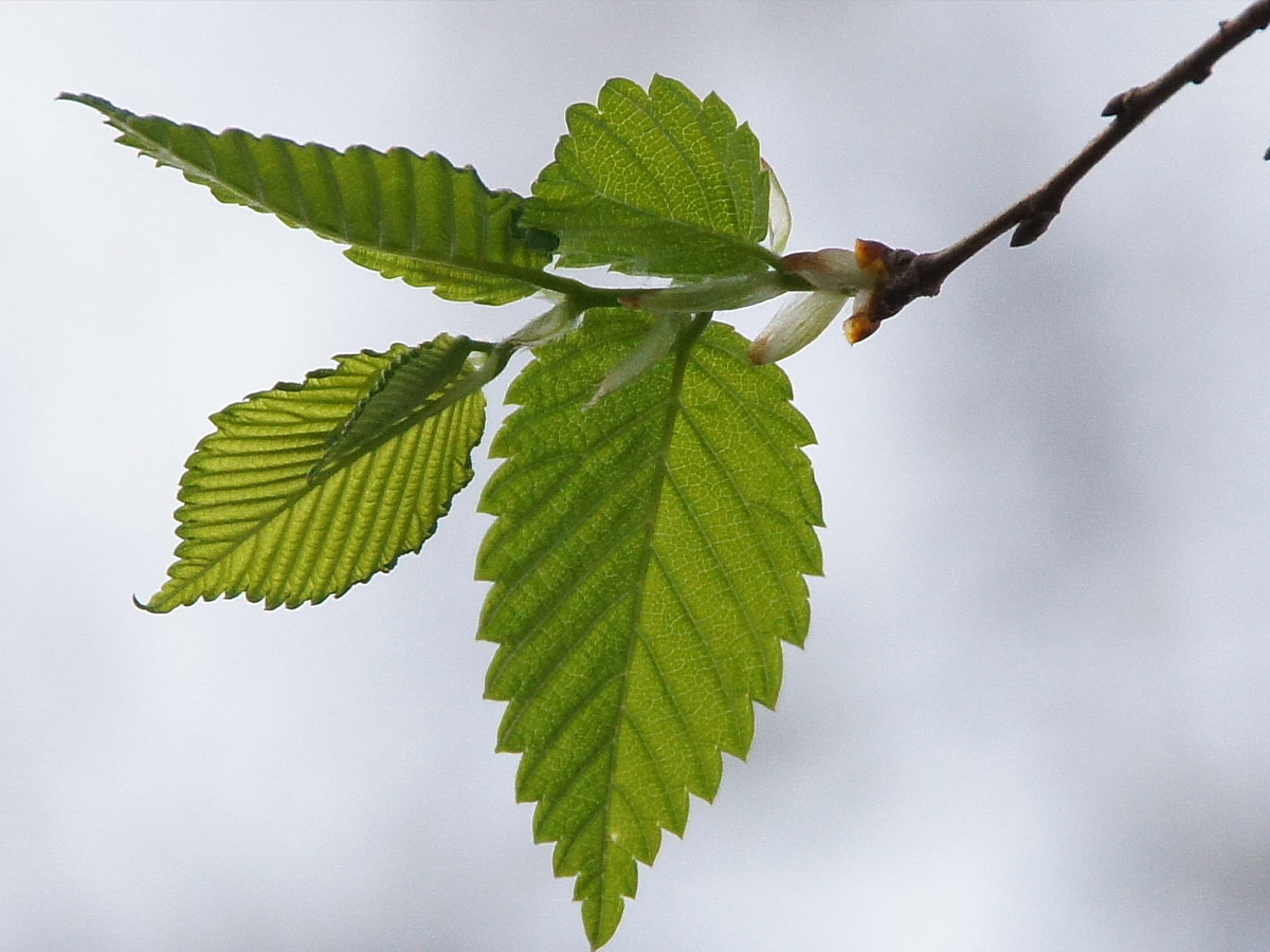 Slippery Elm
