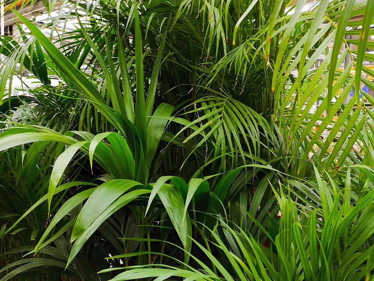Areca Palm