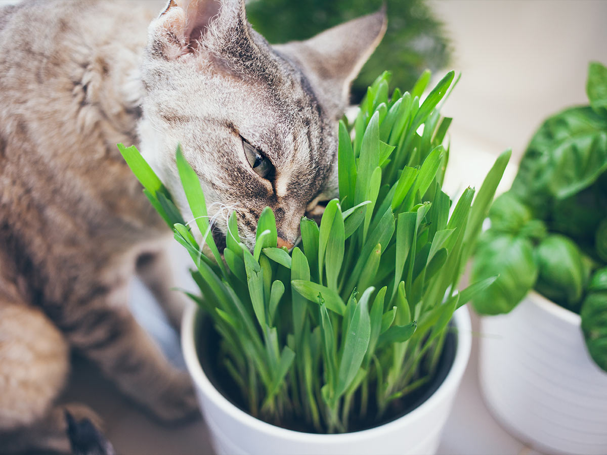 Cat Grass