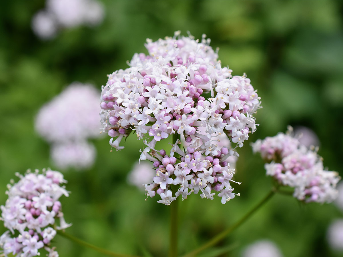 Valerian