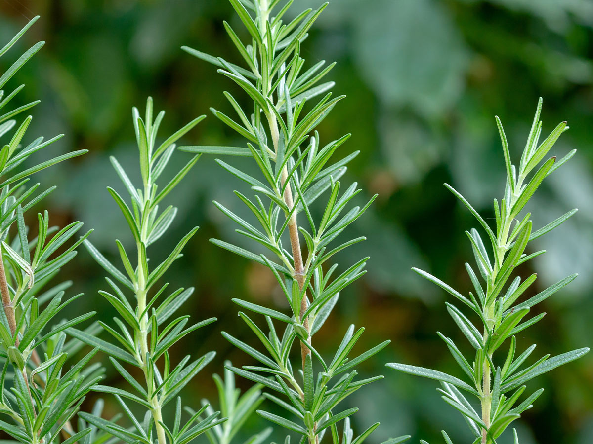 Rosemary