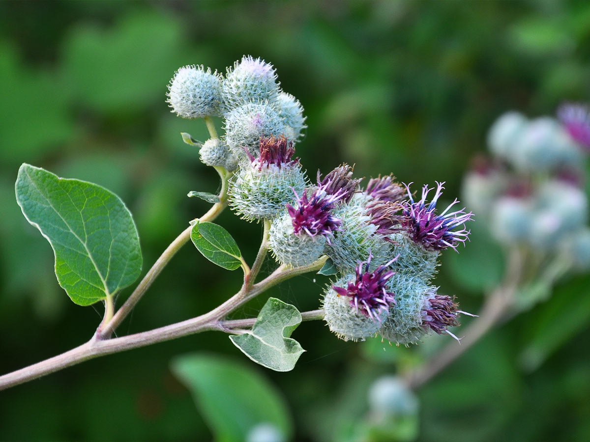 Burdock Herb