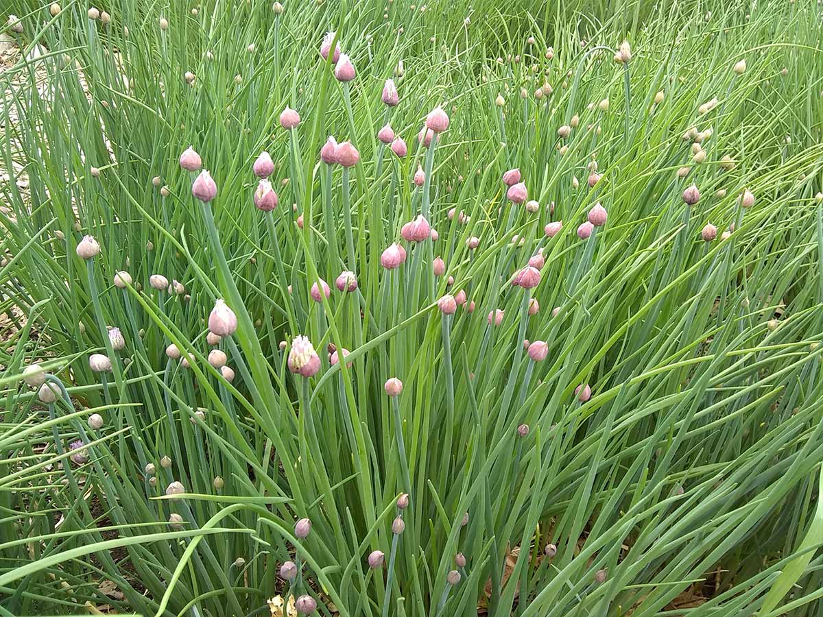 Garlic Grass