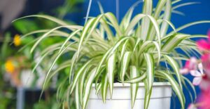 A large indoor plant