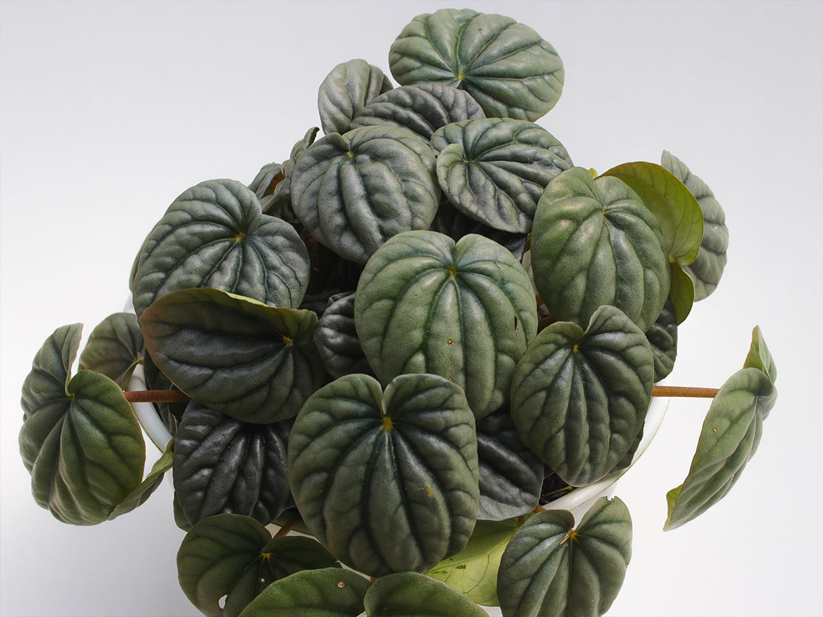 7. Peperomia