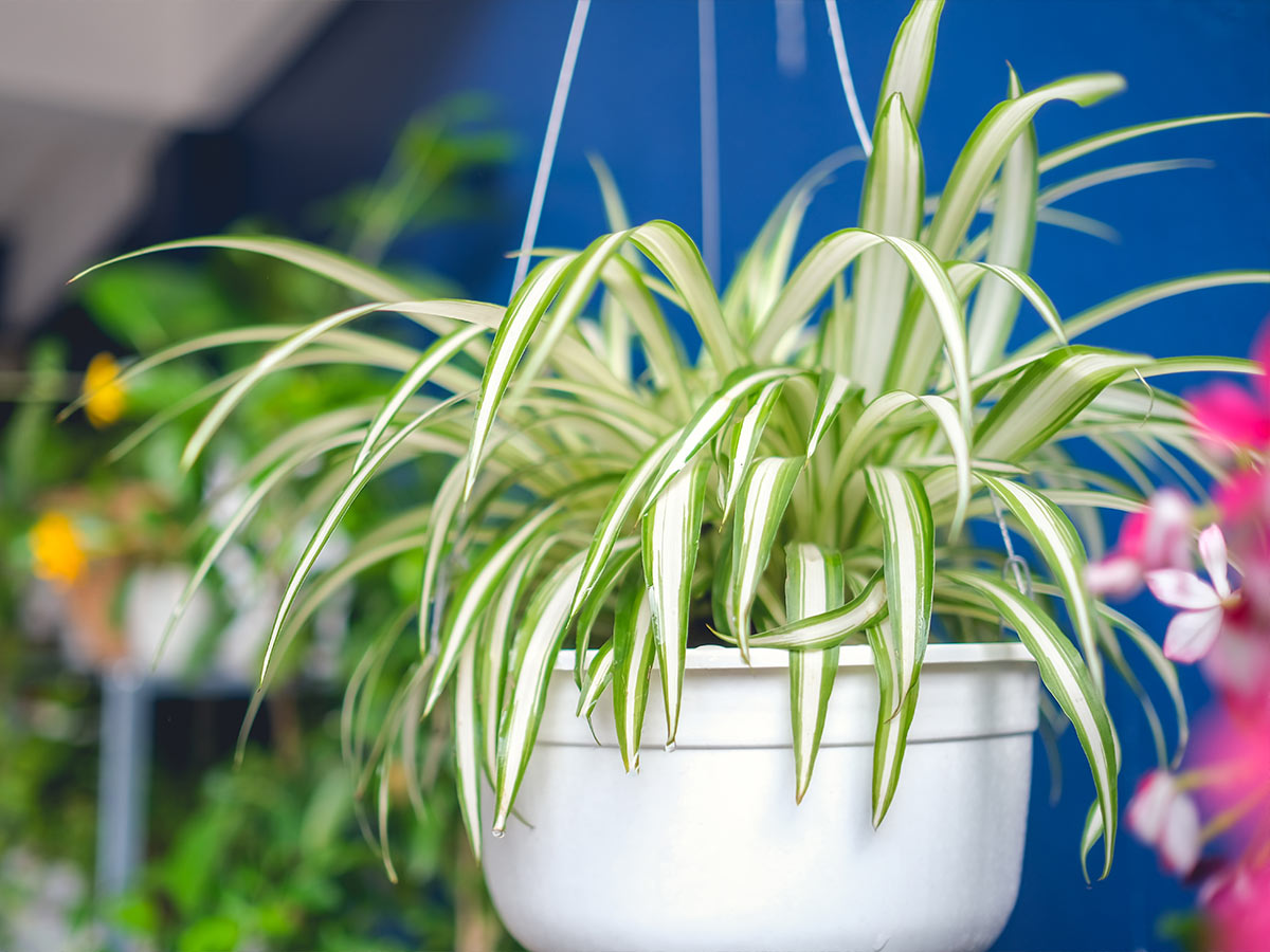 6. Spider Plant