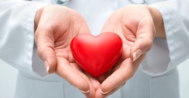 triglycerides can help your heart like this fake one a doctor is holding