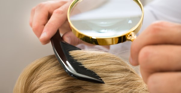 Differences between head lice, pubic lice, and body lice