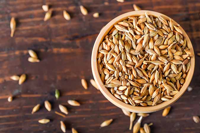 Barley