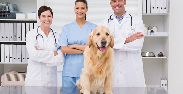 Veterinarians save the life of a golden retriever
