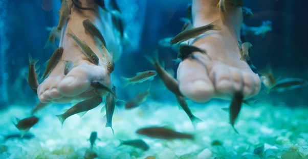 A fish pedicure.