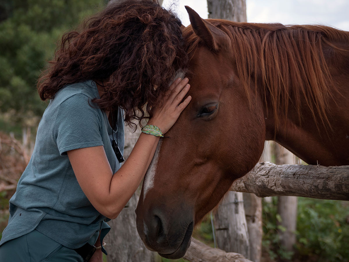 Equine Reiki