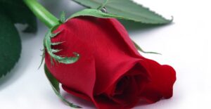 The final rose of The Bachelorette