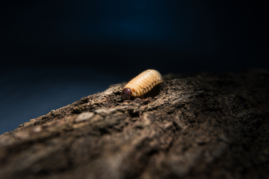 Maggot Debridement Therapy