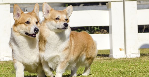 Corgis run wild