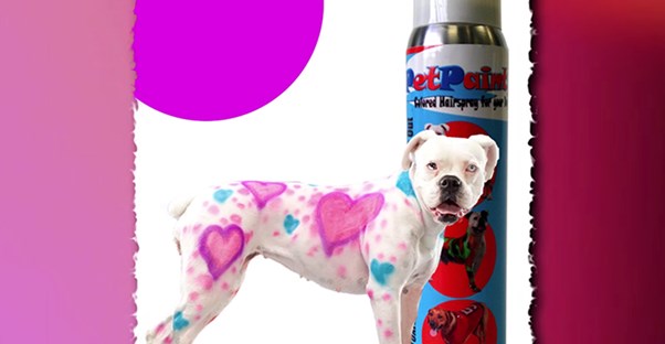 Dog decorated with purple and blue pet paint hearts