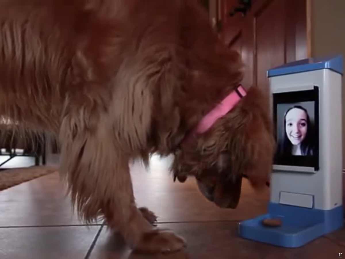 iCPooch