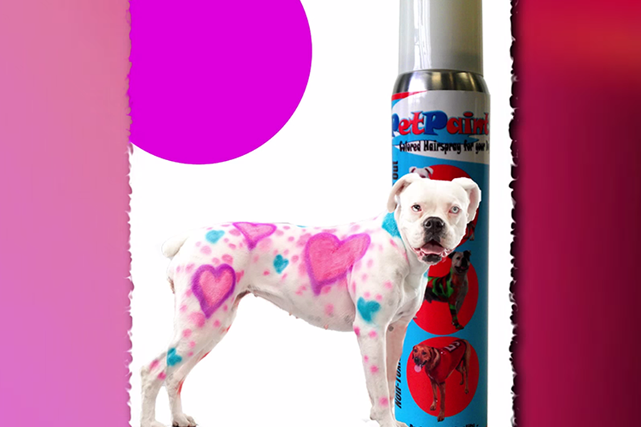 Pet Paint