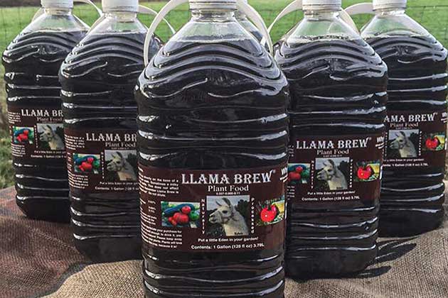 Llama Brew