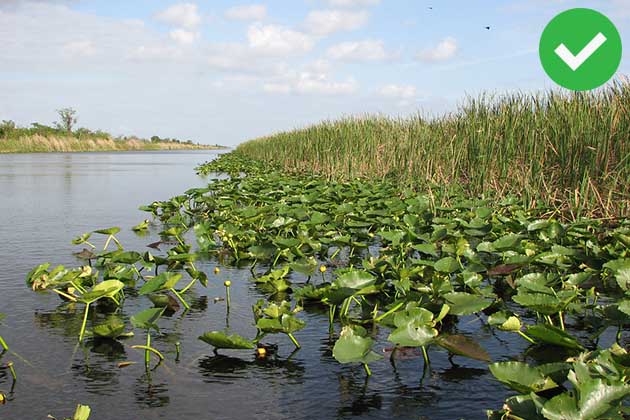 Florida: See the Everglades