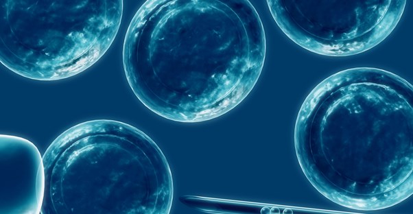 In vitro fertilization glossary