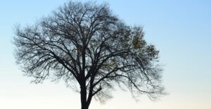 a solitary tree and bench symbolize how alcoholism can alienate individuals