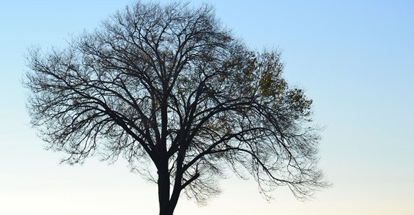 a solitary tree and bench symbolize how alcoholism can alienate individuals