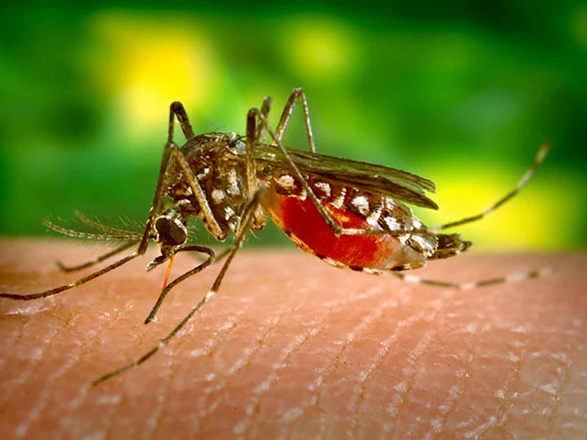 Yellow Fever