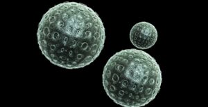 Understanding the bird flu