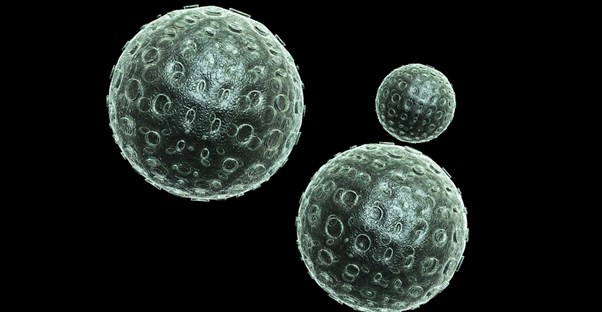 Understanding the bird flu