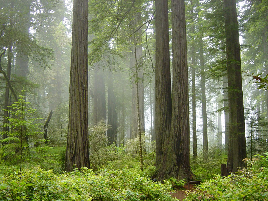 14. Redwood National and State Parks