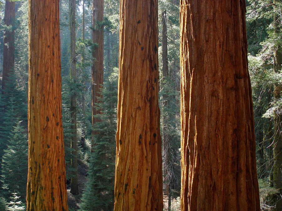3. Sequoia National Park