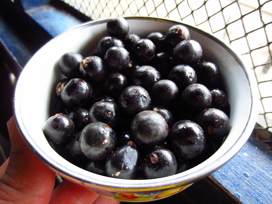 Açai Berries